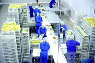 狗糧里的差距 從美國(guó)人的貓狗嘴里賺幾億美金簡(jiǎn)單嗎